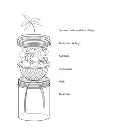 Mason Jar Hydroponics